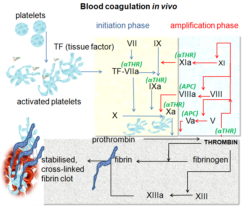 Coagulation in vivo